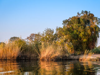 18.9.2019 - RiverDance, Sunrise Boat Tour - African Darters, Cattle Egrets, Reed Cormorants