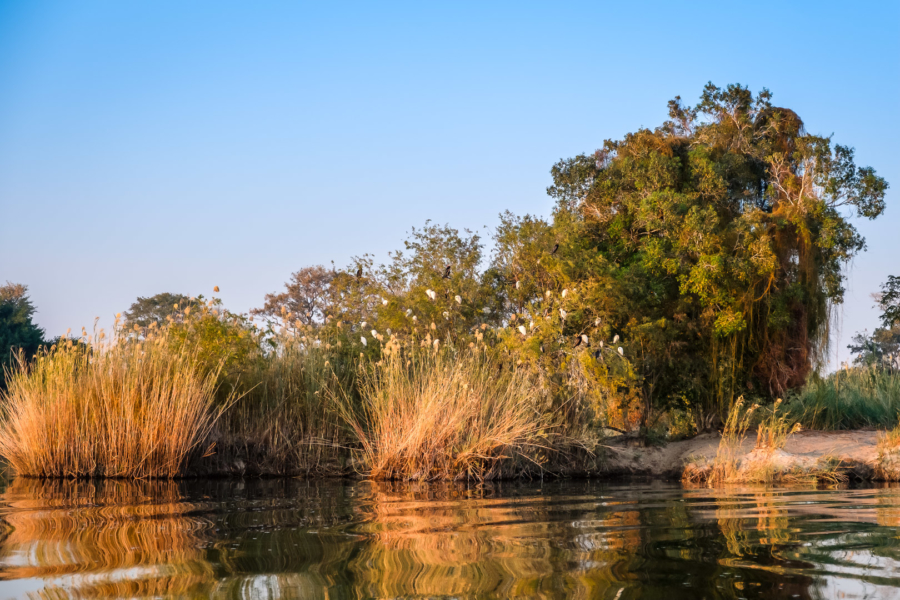 18.9.2019 - RiverDance, Sunrise Boat Tour - African Darters, Cattle Egrets, Reed Cormorants