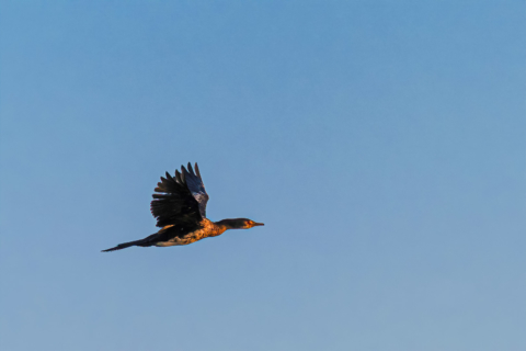 18.9.2019 - RiverDance, Sunrise Boat Tour - Reed Cormorant