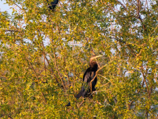 18.9.2019 - RiverDance, Sunrise Boat Tour - African Darters, Cattle Egrets