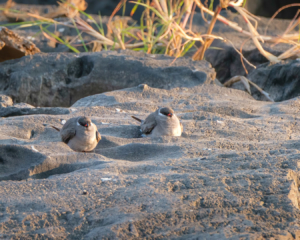 18.9.2019 - RiverDance, Sunrise Boat Tour - Rock Pratincole