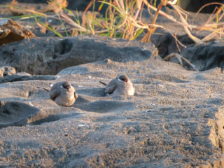 18.9.2019 - RiverDance, Sunrise Boat Tour - Rock Pratincole