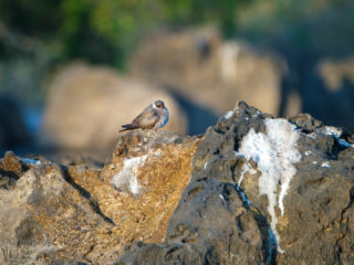 18.9.2019 - RiverDance, Sunrise Boat Tour - Rock Pratincole