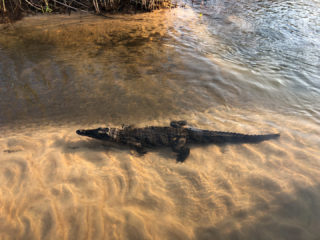 18.9.2019 - RiverDance, Sunrise Boat Tour