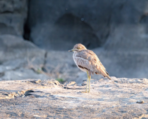 18.9.2019 - RiverDance, Sunrise Boat Tour - Water Thick-knee