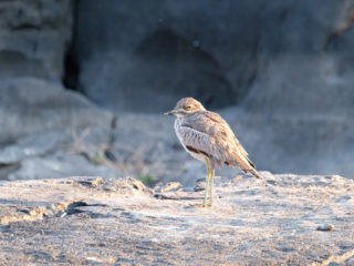 18.9.2019 - RiverDance, Sunrise Boat Tour - Water Thick-knee