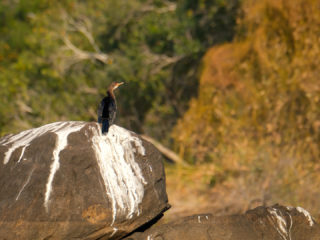 18.9.2019 - RiverDance, Sunrise Boat Tour - African Darter