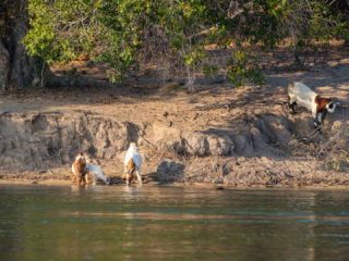 18.9.2019 - RiverDance, Sunrise Boat Tour