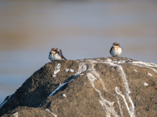 18.9.2019 - RiverDance, Sunrise Boat Tour - Wire-tailed Swallow