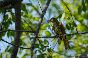 18.9.2019 - RiverDance Lodge - Yellow-bellied Greenbul