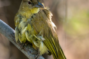 18.9.2019 - RiverDance, Site #1 - Yellow-bellied Greenbul