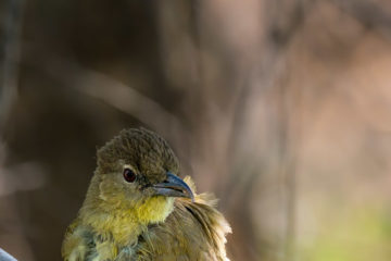 18.9.2019 - RiverDance, Site #1 - Yellow-bellied Greenbul