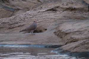 18.9.2019 - RiverDance, Kavango - African Mourning Dove