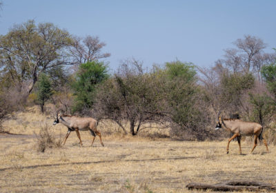 19.9.2019 - Mahango Core Area - Roan Antelope