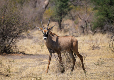 19.9.2019 - Mahango Core Area - Roan Antelope