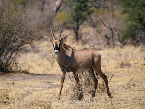 19.9.2019 - Mahango Core Area - Roan Antelope