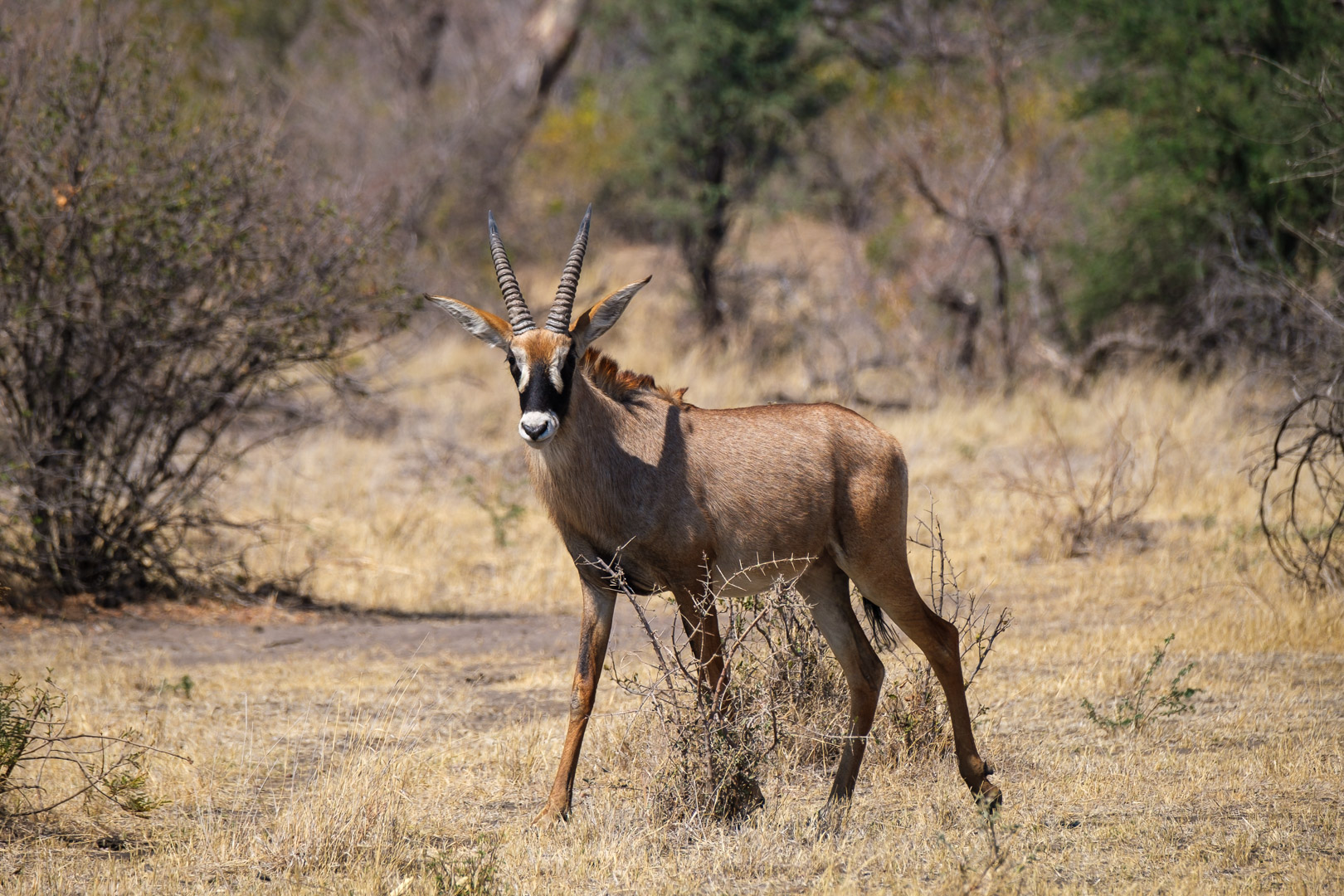 19.9.2019 - Mahango Core Area - Roan Antelope