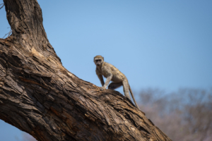19.9.2019 - Mahango Core Area - Vervet Monkey