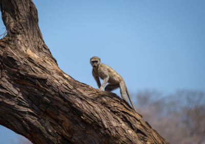 19.9.2019 - Mahango Core Area - Vervet Monkey