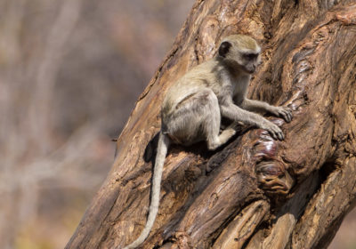 19.9.2019 - Mahango Core Area - Vervet Monkeys