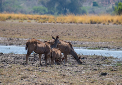 19.9.2019 - Mahango Core Area - Kudu