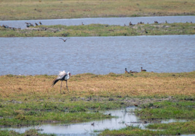 19.9.2019 - Mahango Core Area - Wattled Crane