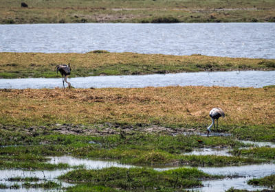 19.9.2019 - Mahango Core Area - Wattled Crane