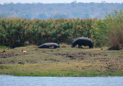 19.9.2019 - Picknick, Mahango Core Area - Hippo und Bushbucks