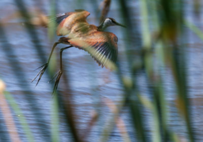 19.9.2019 - Mahango Core Area - African Jacana (getönt von der Abendsonne ;-)