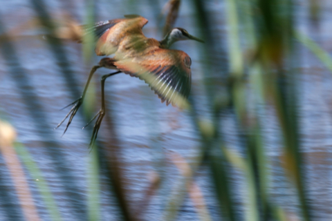 19.9.2019 - Mahango Core Area - African Jacana (getönt von der Abendsonne ;-)