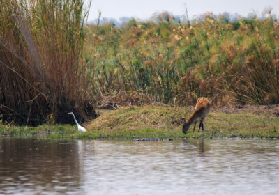 19.9.2019 - Mahango Core Area - Little Egret, Bushbuck, Krokodil