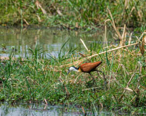 19.9.2019 - Mahango Core Area - African Jacana