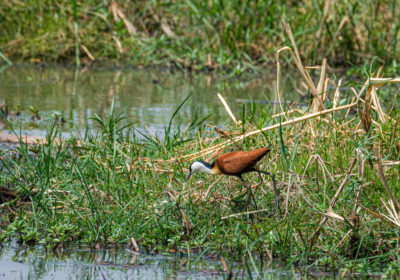 19.9.2019 - Mahango Core Area - African Jacana