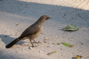 19.9.2019 - Drotsky&#039;s Camp, #11 - Arrow-marked Babbler