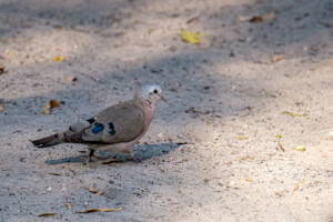 19.9.2019 - Drotsky's Camp, #11 - Emerald-spotted Wood Dove
