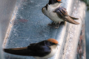 19.9.2019 - Drotsky's Lodge - Wire-tailed Swallow (ohne Wire ;-)