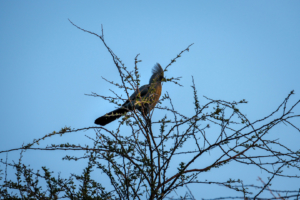 19.9.2019 - Drotsky&#039;s Lodge - Go-away Bird