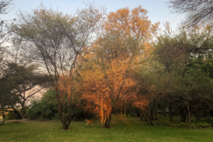 19.9.2019 - Drotsky&#039;s Lodge - Bushbuck