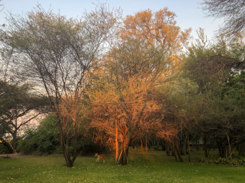 19.9.2019 - Drotsky&#039;s Lodge - Bushbuck