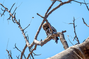 20.9.2019 - Tsodilo Hills, Rhino Trail - Pearl-spotted Owlet