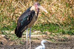 20.9.2019 - Boottransfer zur Xaro Lodge - Marabu, Little Egret