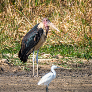 Afrika 2019 – Xaro Lodge, Wildlife Afrika 2019 – Xaro Lodge, Wildlife