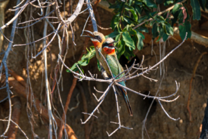 20.9.2019 - Boottransfer zur Xaro Lodge - White-fronted Bee-eater