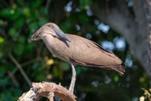 20.9.2019 - Boottransfer zur Xaro Lodge - Hamerkop