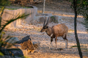 20.9.2019 - Xaro Lodge - Bushbuck