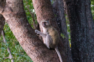 20.9.2019 - Xaro Lodge - Vervet Monkey