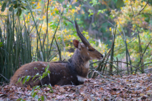 21.9.2019 - Xaro Lodge - Bushbuck