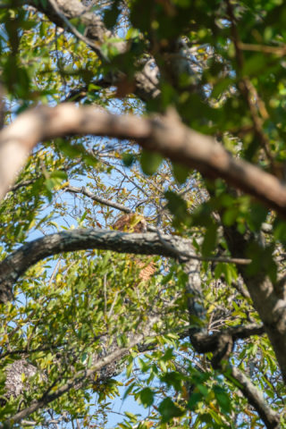 21.9.2019 - Xaro Lodge, Morning Walk - Wer findet den Vogel?