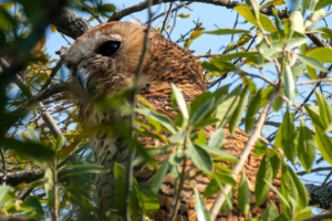 21.9.2019 - Xaro Lodge, Morning Walk - Pel&#039;s Fishing Owl