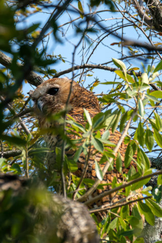 21.9.2019 - Xaro Lodge, Morning Walk - Pel's Fishing Owl